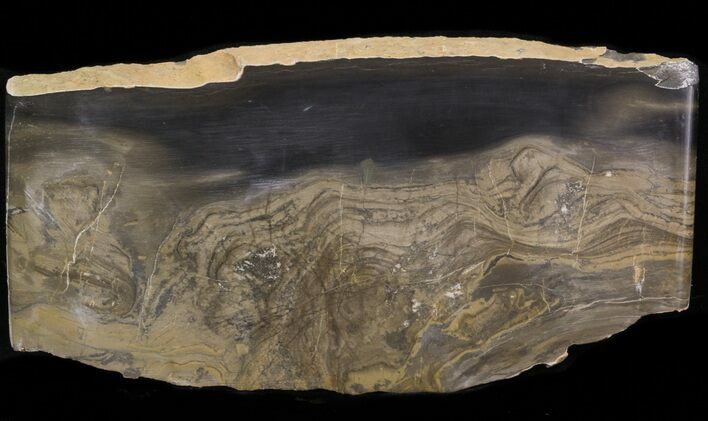 Devonian Stromatolite Slice - Orkney, Scotland #40110